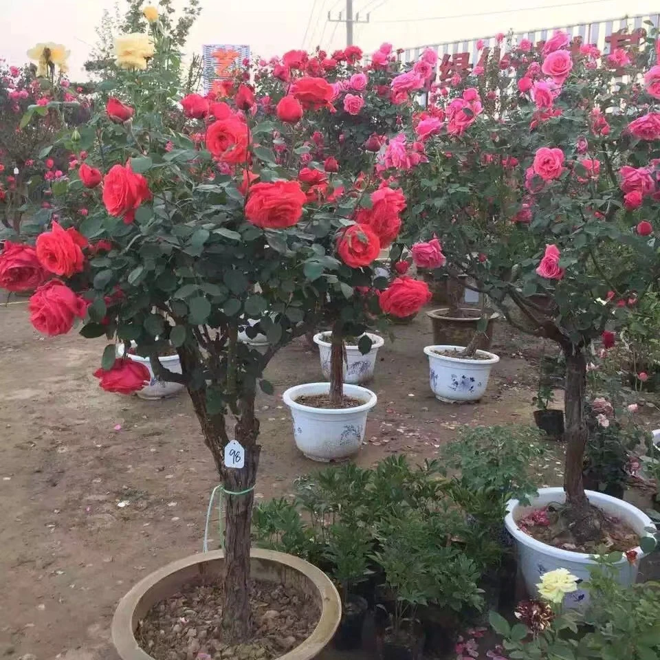 顺丰包邮树桩月季 五公分粗 扉扇和粉扇双色 多季循环重复开花