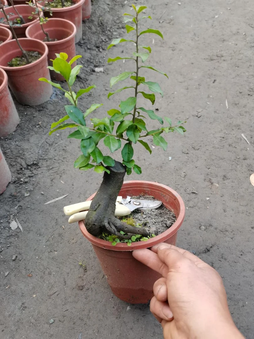 金弹子（嫁接的两年苗）
