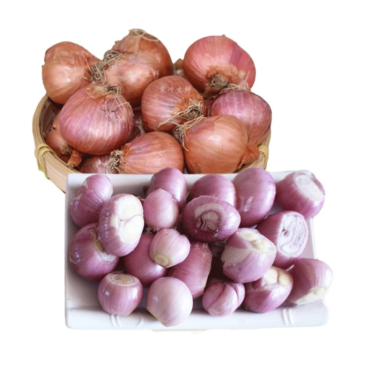 黑龙江农家小毛葱圆葱鬼子葱新鲜上市毛葱一份5斤包邮
