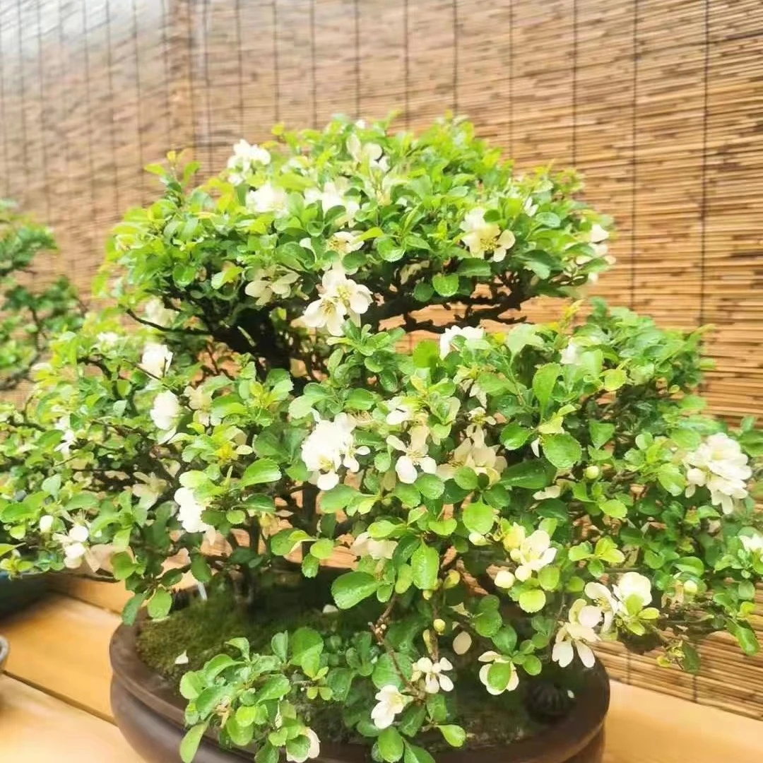 进口红花一号长寿梅盆景