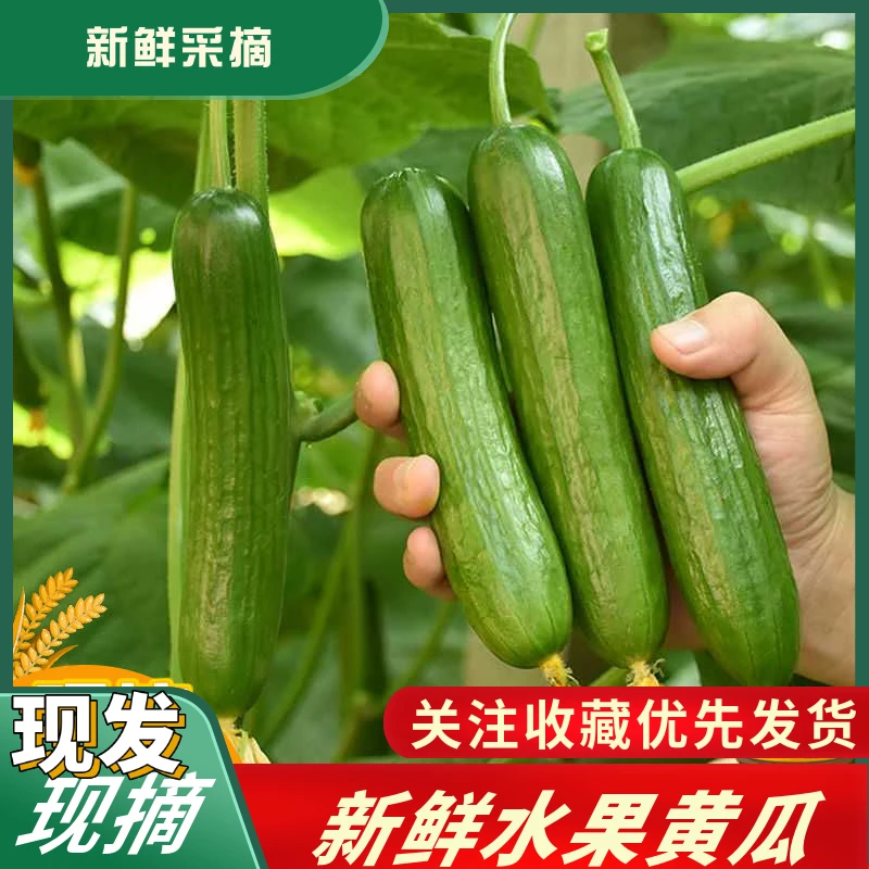 小黄瓜甘肃现摘水果小黄瓜荷兰无刺小黄瓜孕妇儿童生吃小黄瓜5斤