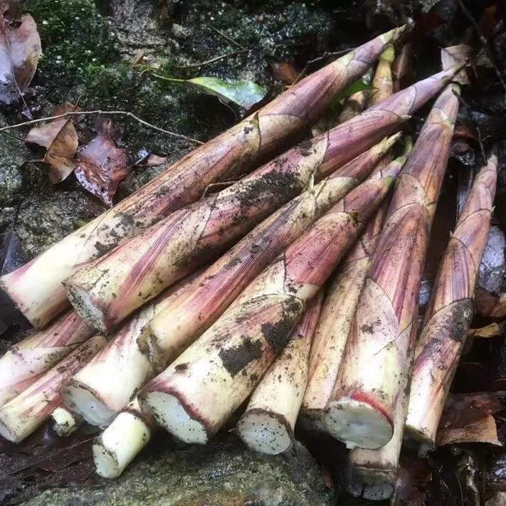 广西贺州深山新鲜野生苦笋带壳发货苦竹笋春笋甜苦笋里松苦笋包邮