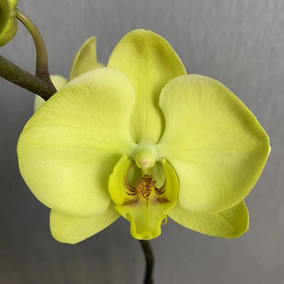 【蝴蝶兰 -九五至尊】趣味美观客厅前台办公室蝴蝶兰盆栽