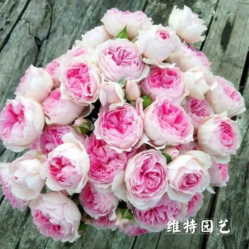 爬藤月季包子型粉色四季开花爬藤月季抗性好少刺浓香大花月月爆