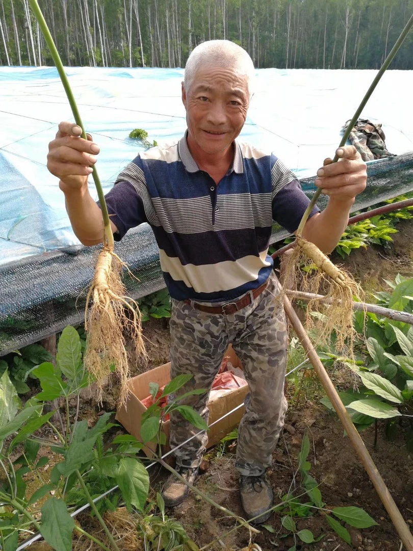 长白山人参新鲜人参3根一斤