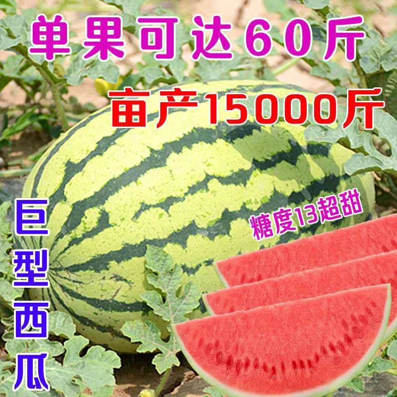 【巨型西瓜种子】甜早熟四季播特大无籽特大水果西瓜籽