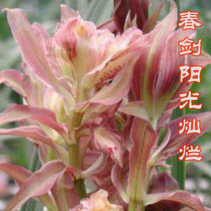 兰花福利   春剑精品树形奇花   阳光灿烂  春节前后开花