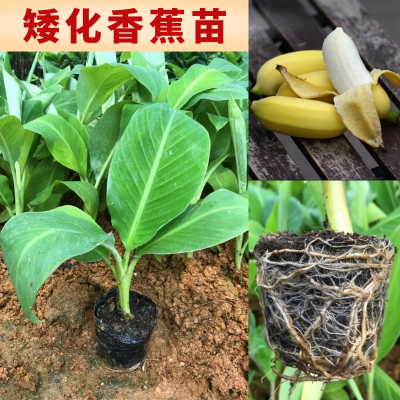 广西矮化粉蕉南方高产皇帝蕉粉蕉苗庭院盆栽地栽带土当年结果