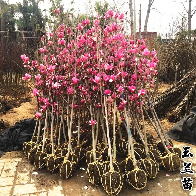 玉兰花苗庭院花园植物红黄白紫玉兰树苗广玉兰花苗白兰花
