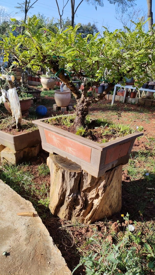 清香、荀子小石积素材