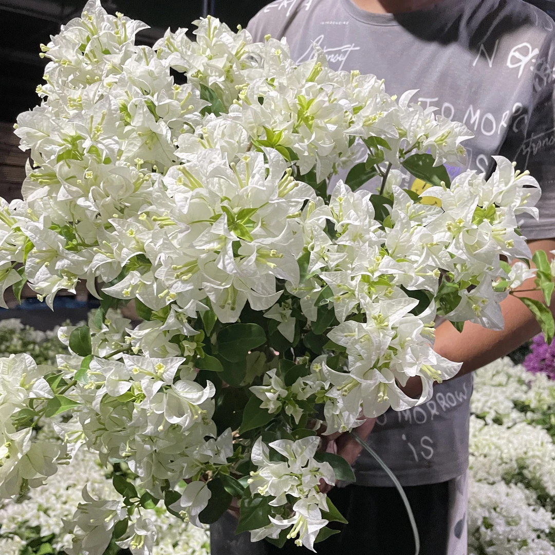 【白雪公主】爆花款纯白色三角梅