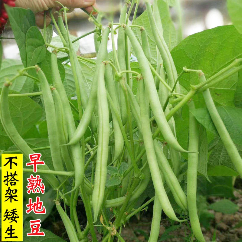 地豆种子不搭架四季豆种籽豆角籽菜豆爬地四季播盆栽农家蔬菜种子