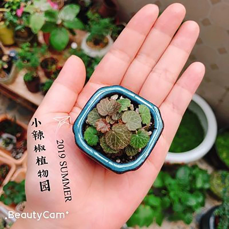 微型植物小盆景盆栽姬虎耳姬雪之下四季常绿豆盆拇指盆耐阴水陆缸
