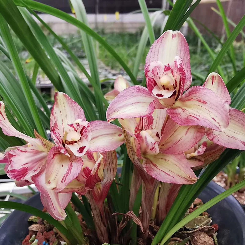 兰花福利春兰冠神带盆带花苞原盆发货 春天开花花香颜色艳丽