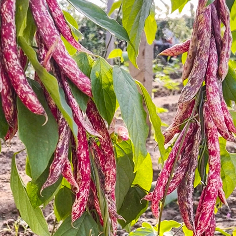 红金钩豆角种子架豆种籽高产油豆角芸豆菜园种植简单夏季春季蔬菜