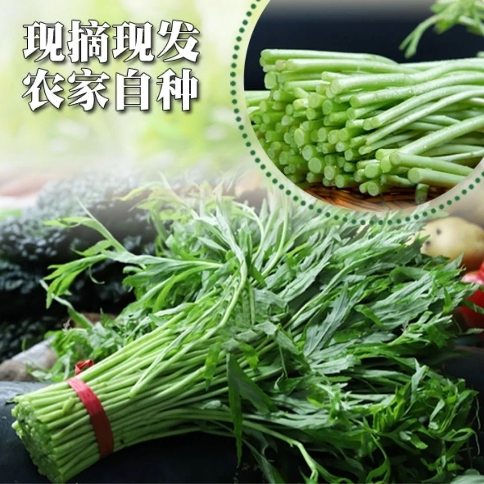 湖北农家自种香泥蒿篱蒿当季芦蒿新鲜黎蒿农村现摘新鲜蔬菜