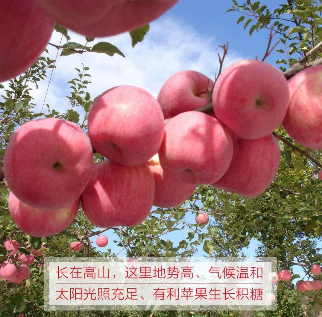 秦安县红富士苹果当季鲜摘脆甜沙脆包邮