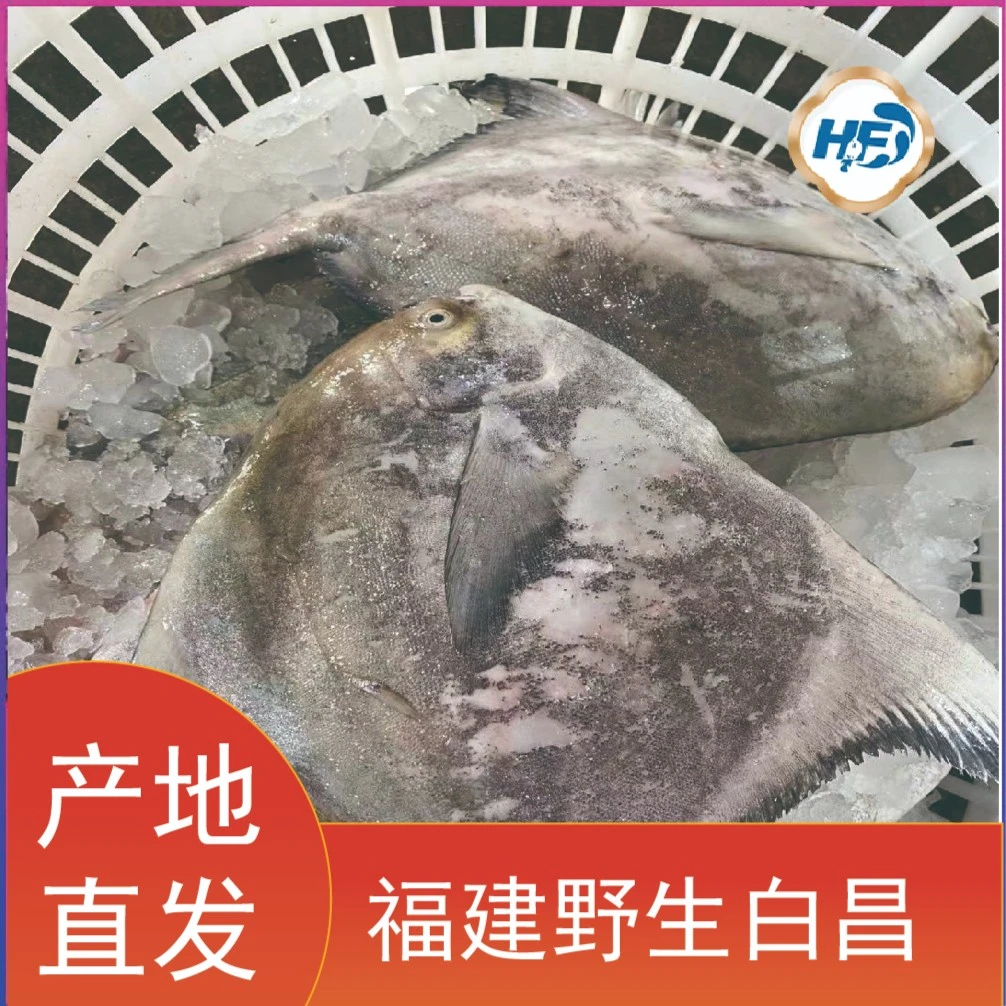 福建海鲜 野生斗昌 1斤 3斤 5斤 寄顺丰