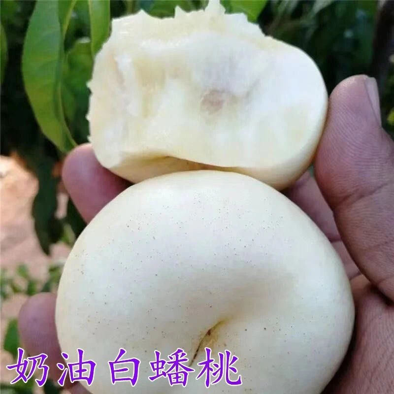 帅轩 奶油白蟠桃树苗 新品种嫁接桃树苗 奶油白蟠桃树苗 盆栽地栽