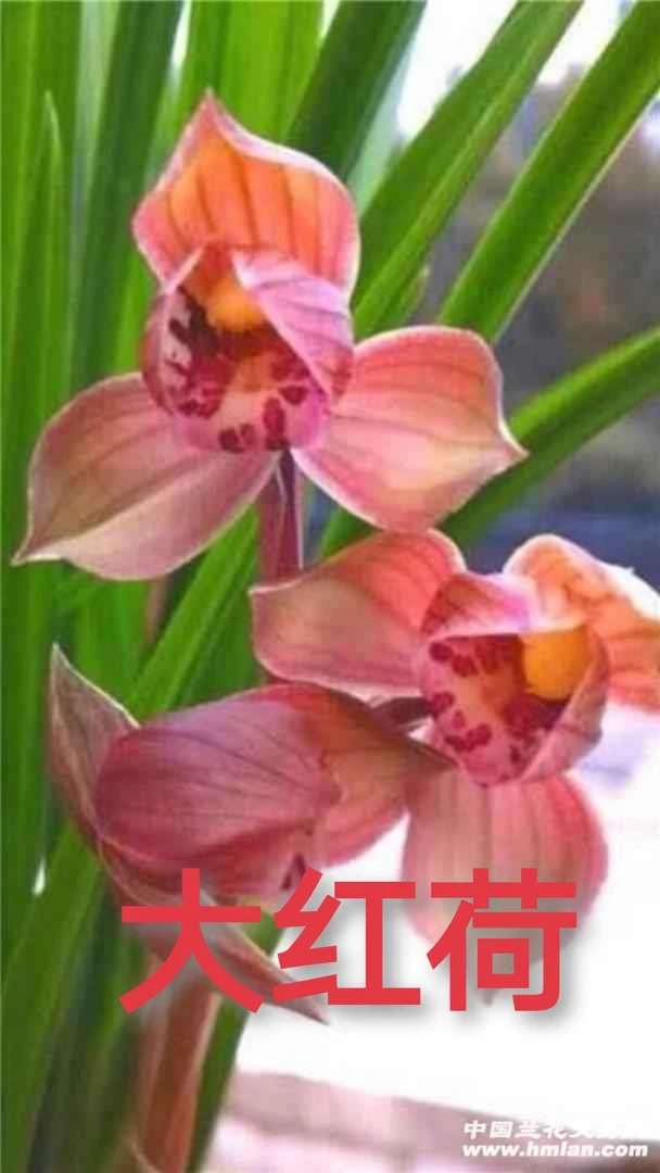 春剑红花荷瓣，大红荷