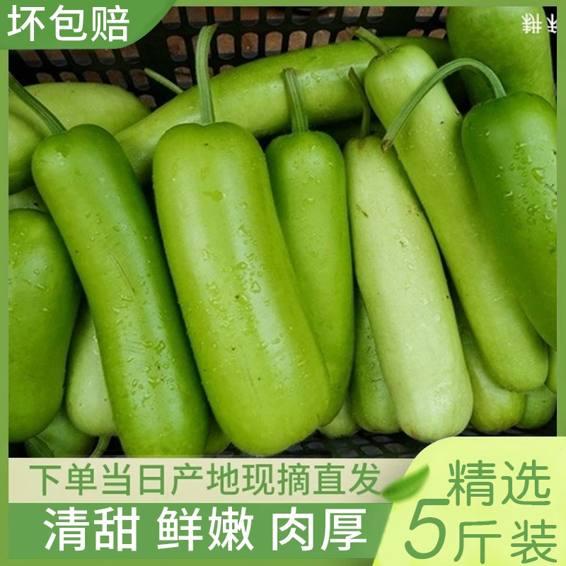 瓠瓜新鲜福建瓠子夜开花葫芦瓜蒲瓜葫芦5斤农家露天种植现摘现发