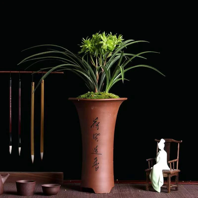 QINGYALANYUAN/清雅兰园春兰花开富贵 精品壮苗 带花苞