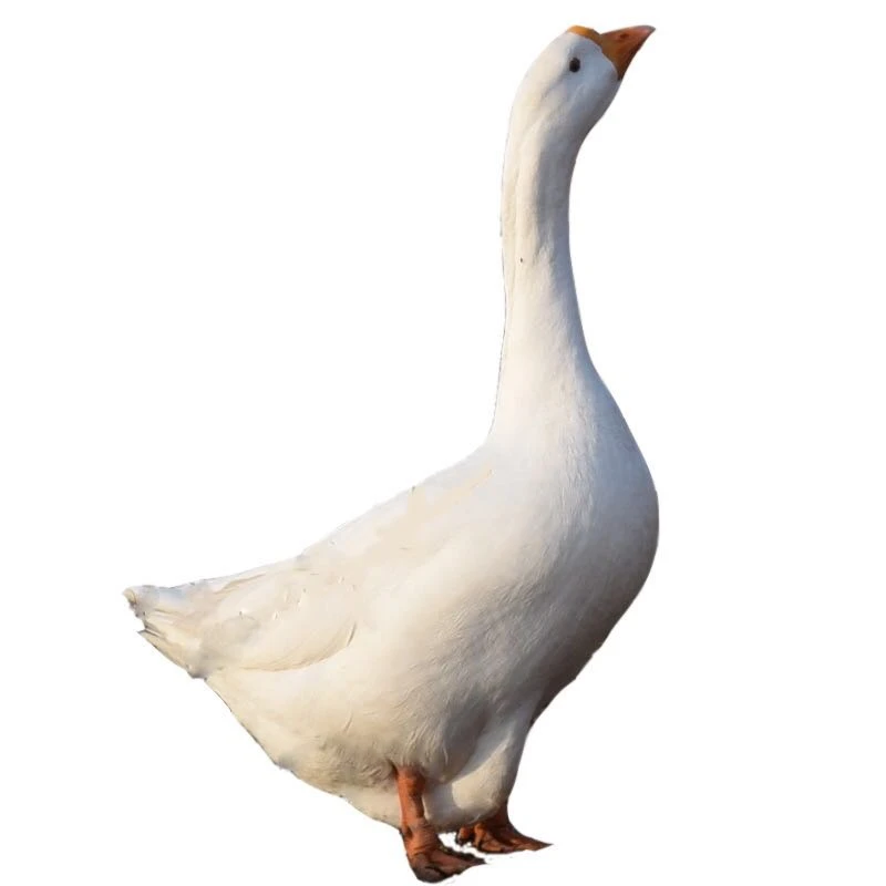 8斤毛重现杀到手6斤正宗散养子鹅肉新鲜大鹅土鹅大白鹅整只农家