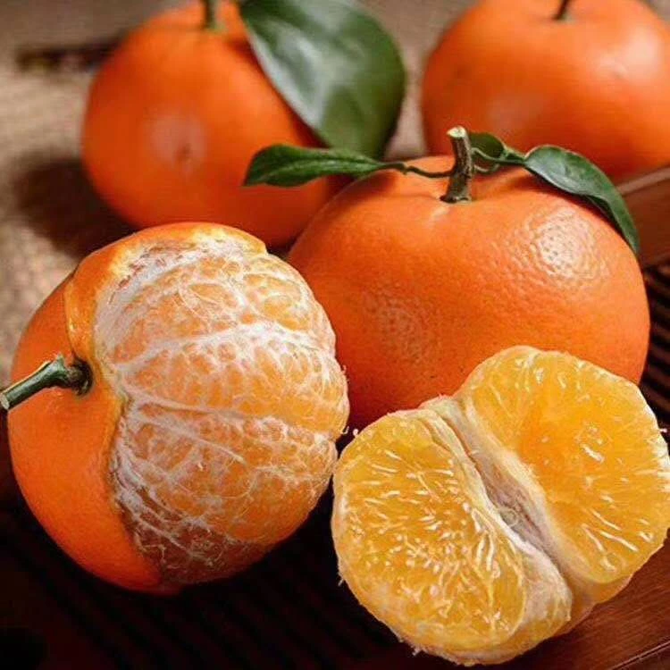 【保绪】广西武鸣沃柑4.5斤新鲜橘子柑橘应季水果