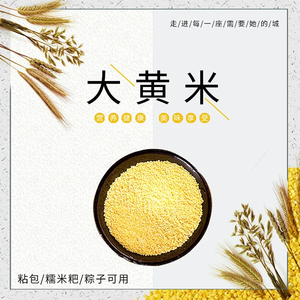 东北新收优质大黄米 朝阳农家黄米散装1斤 颗粒饱满