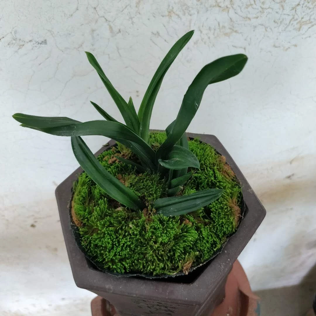 墨兰矮种开花浓香非常好种兰花绿植花卉阳台种植办公室摆放佳品