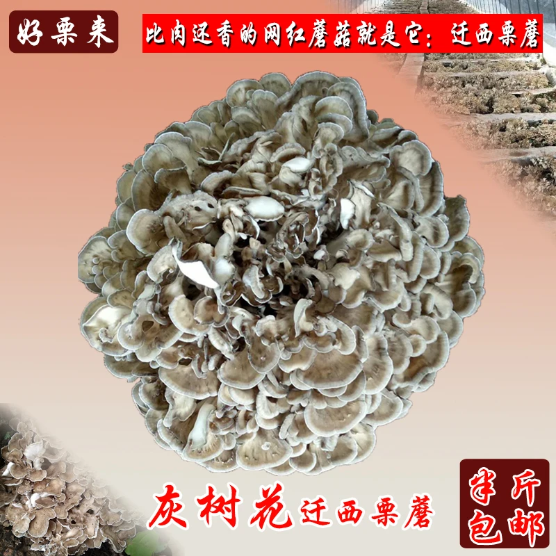 迁旺好栗来迁西栗蘑舞茸灰树花食用蘑菇河北唐山迁西特产250g包邮