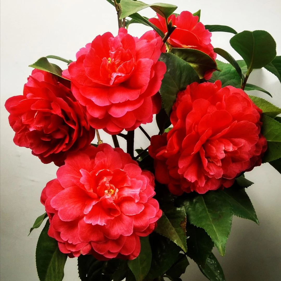 红色牡丹型巨型花嫁接拉力茶花西楚霸王盆栽春季冬季花卉栽培