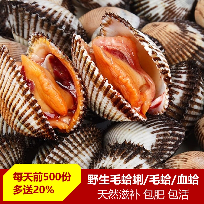 连云港发货 毛蛤蜊血蚶鲜活毛蛤 贝壳海鲜 500g/约15只