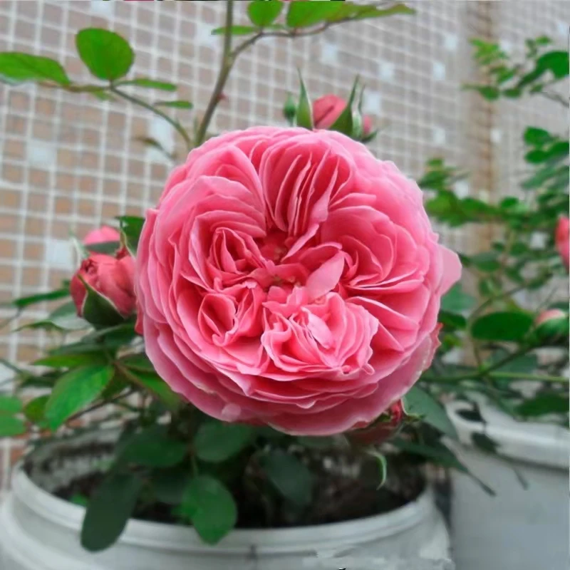 粉色达芬奇爬藤月季多季开花长势快抗性好耐寒耐晒南北方适合栽种