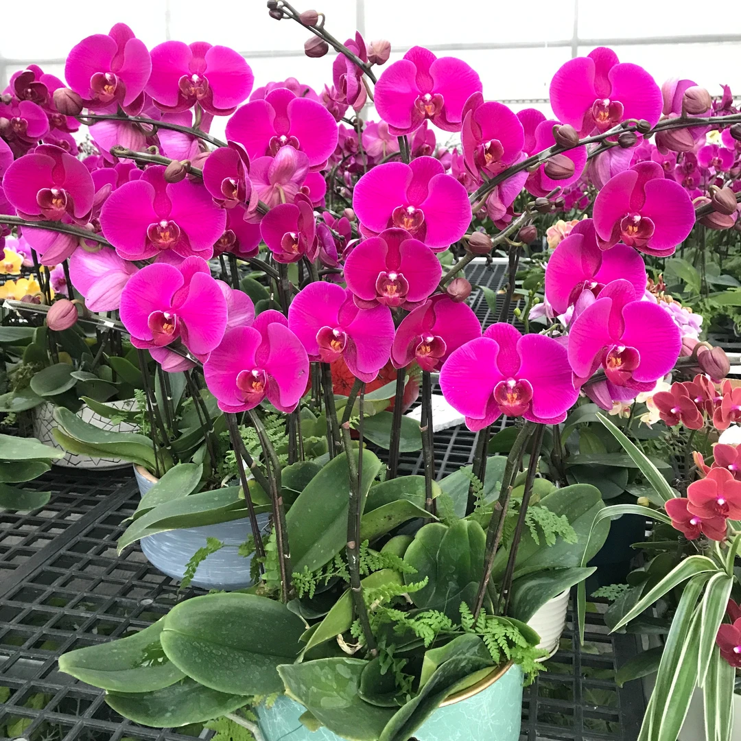 大辣椒《中大花型》蝴蝶兰（这品种叶片脆易开裂介意勿拍）