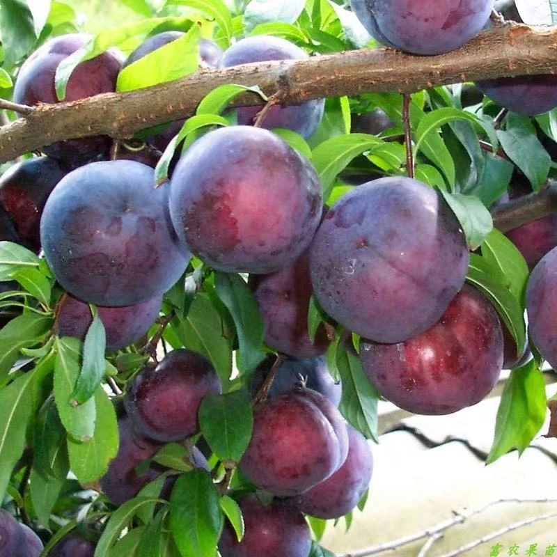 李子树苗庭院盆栽地载当年结果南方北方种植西梅黑霸王国丰七号李