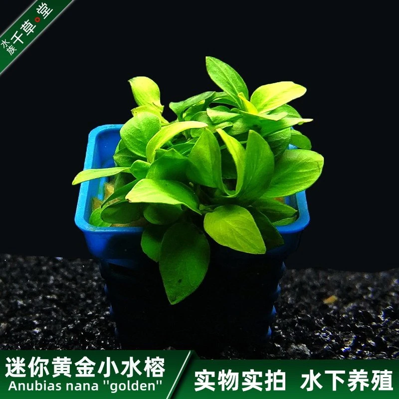 千草堂水族水草缸鱼缸造景淡水植物迷你黄金小水榕水中叶易养活体