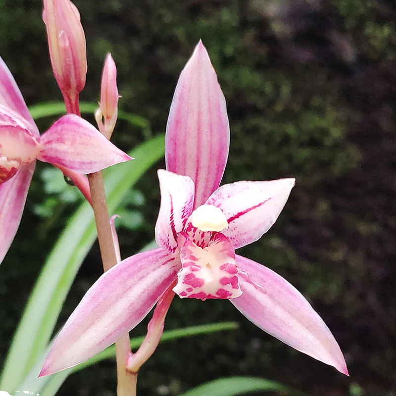 市长红~红花建兰（花期6-11月）浓香型