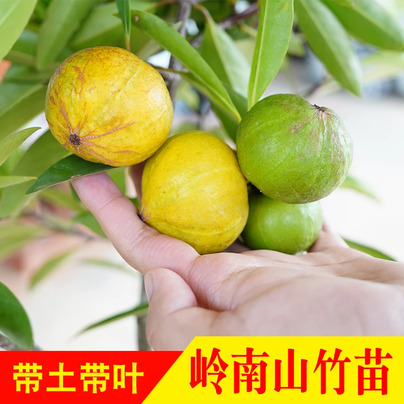 岭南山竹子又称罗蒙树罗檬树 竹节果苗黄牙树苗 粘牙仔苗地栽种植