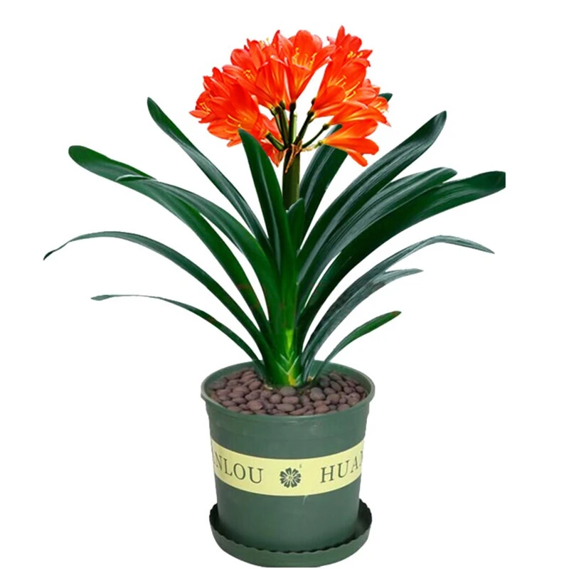 【带盆发货】君子兰盆栽室内绿植花卉盆栽带盆带土四季绿植花卉盆