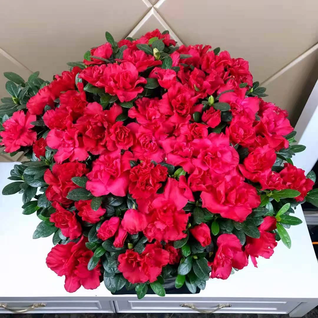 杜鹃花盆栽四季开花带花苞杜鹃大棵杜鹃老桩好养易活室内阳台包邮