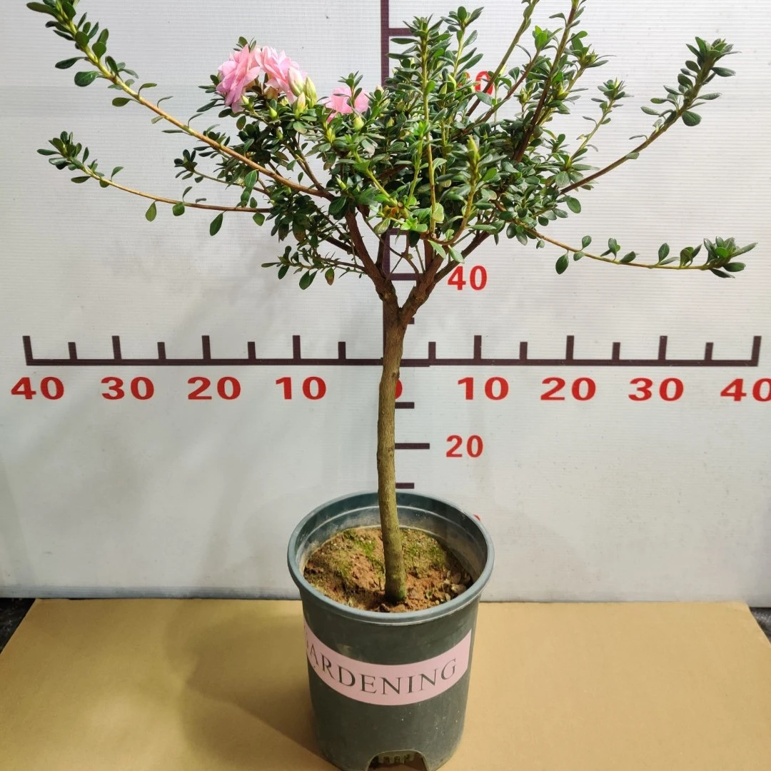 毛鹃桩嫁接皋月杜鹃花鹃之舞花开重瓣多色盆景盆栽花卉绿植易养