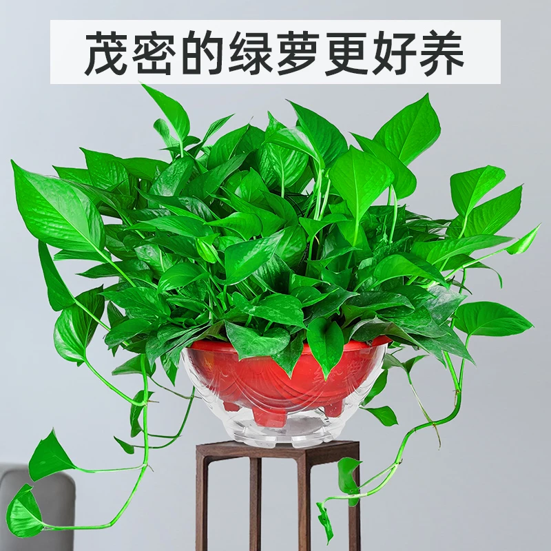 绿植基地直销大盆360绿萝吸甲醛净化空气适合摆放在空调电视两边