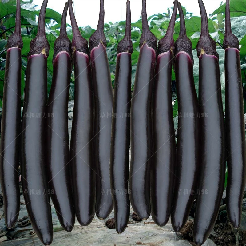 线茄子种籽 四季 茄子种孑 黑紫色 黑长茄种子 黑线茄种子