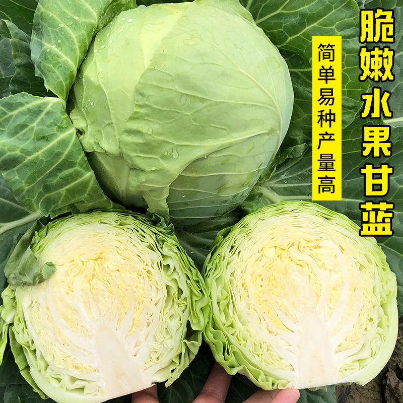 能生吃的水果甘蓝种子苹果甘蓝种籽