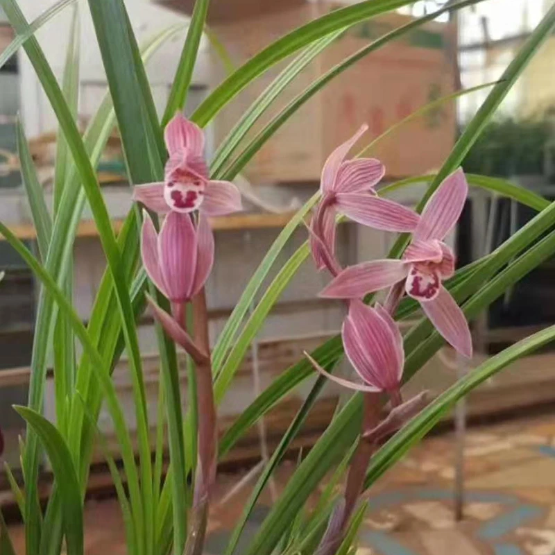 青轩兰场云南莲瓣兰如意红荷 矮种细叶兰花苗高档浓香花卉绿植