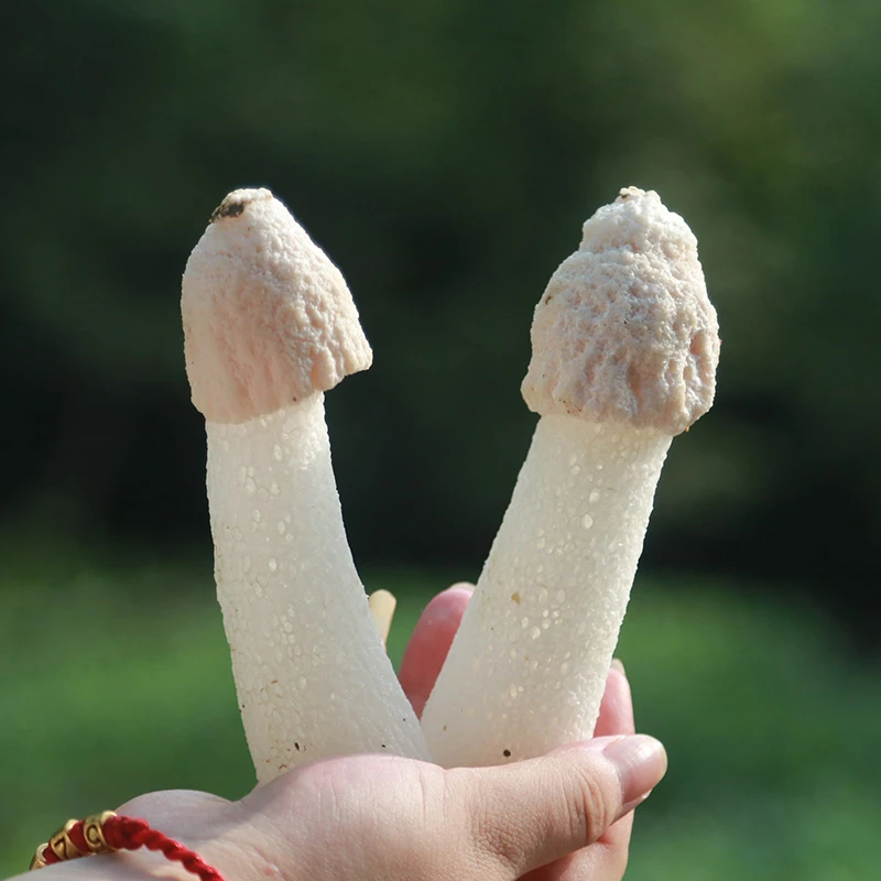 海伶山珍｜青川长裙骨朵竹菌 50G浓郁菌香