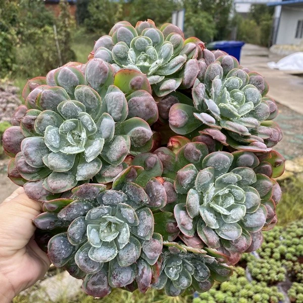 多肉茶几新款庭院30cm以下书房楼顶植物超大盆老桩雨滴阳台绿植