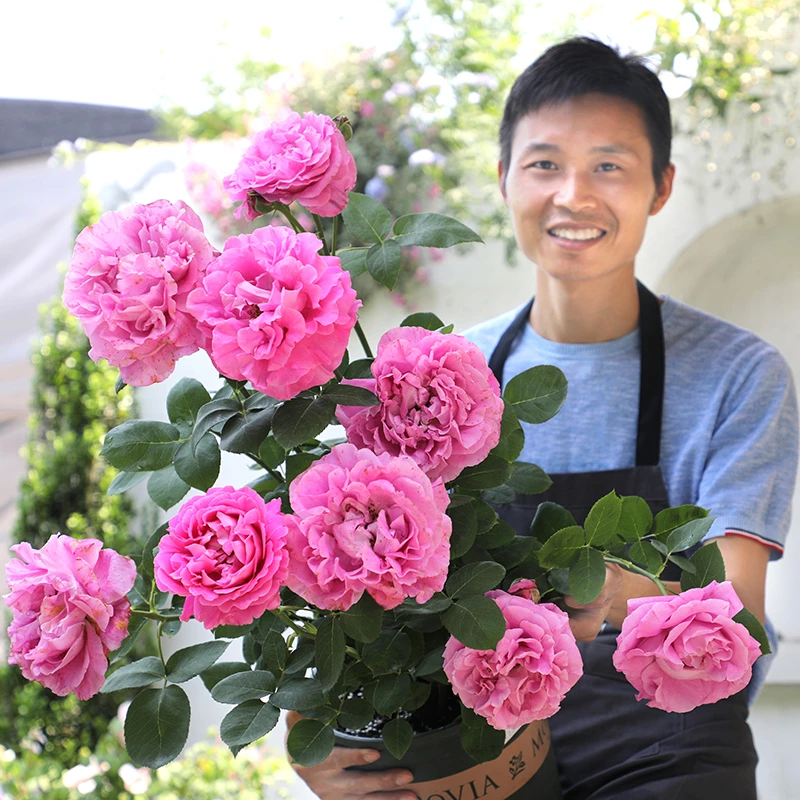 惠惠的花园灌木牡丹月季浓香大花月季花苗庭院花卉植物
