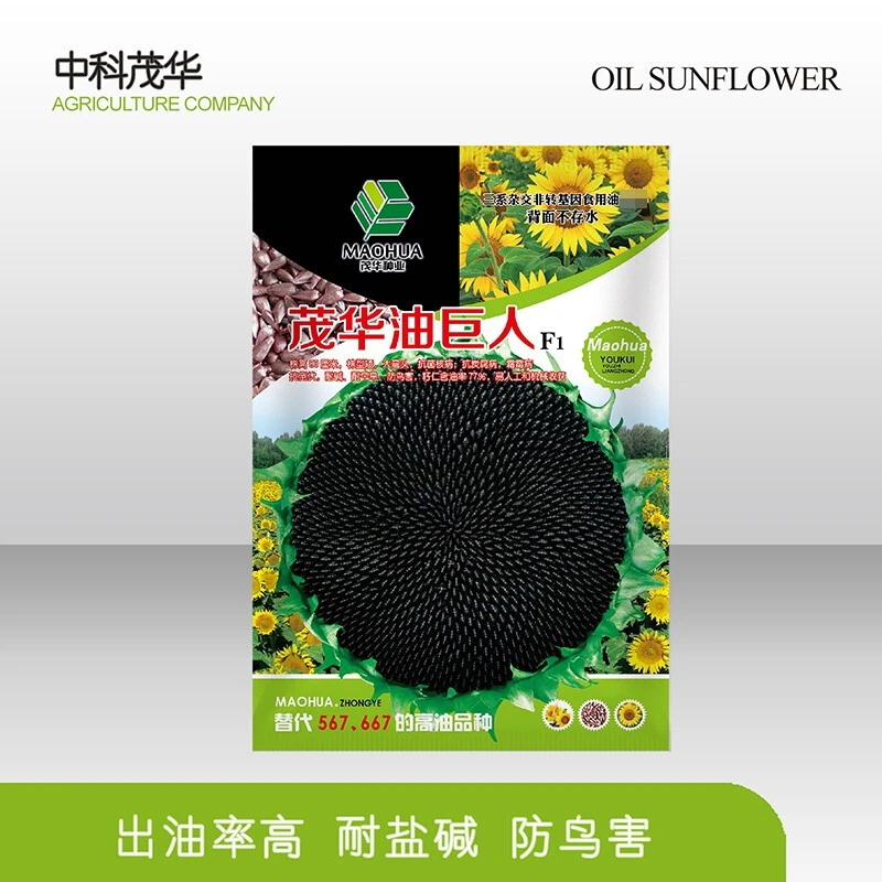 中科茂华蔬菜种子油巨人油葵种子三系杂交矮大头向日葵种